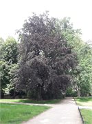 20200529_153904_Clara_Zetkin_Park