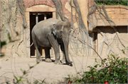 20200531_162150_Elefant