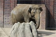 20200531_162210_Elefant