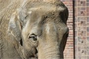 20200531_162452_Elefant