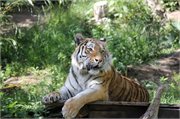 20200531_164550_Tiger