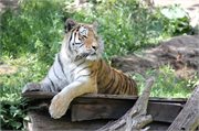 20200531_164602_Tiger