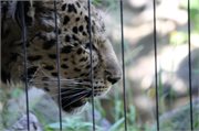 20200531_164918_Leopard