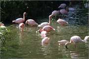 20200531_165359_Flamingos