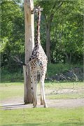 20200531_165426_Giraffe