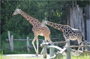 20200531_165450_Giraffe