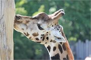 20200531_165602_Giraffe