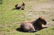 20200531_171918_Capybara