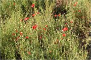 20200531_184950_Mohn